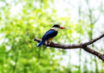 Beautiful Black-capped Kingfisher perching on branch and searching fish, morning light, winter visitor bird of Thailand.
