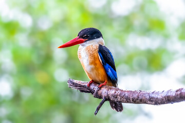 Beautiful Black-capped Kingfisher perching on branch and searching fish, morning light, winter visitor bird of Thailand.
