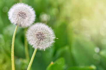 two dandelions on a green background