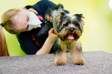 Groomer cuts of Yorkshire Terrier by haircut machine for animals.
