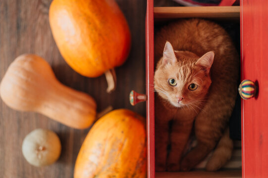 Cute Ginger Cat In Red Drawer Surrounded By Pumpkins