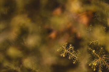 Dry tree leaves in the forest