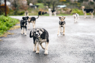 Flock of stray dogs on the city street