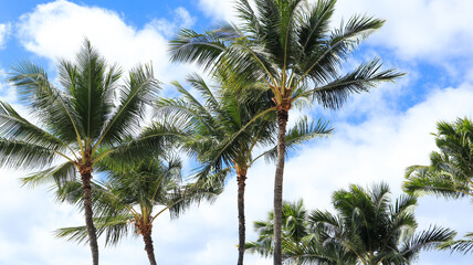 Fototapeta na wymiar palm trees on Waikiki beach, Hawaii