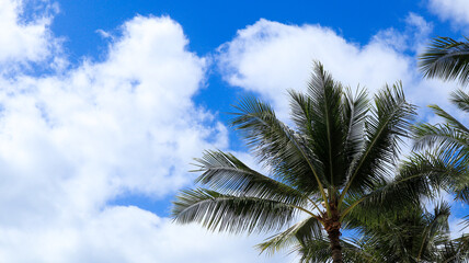 Fototapeta na wymiar palm trees on Waikiki beach, Hawaii