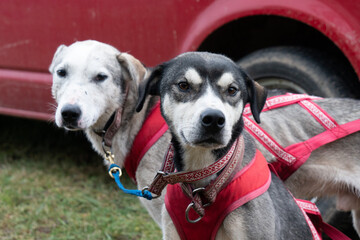 photo of sporting dogs before the start of the race