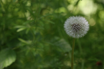 Dandelion plant faded in the forest.