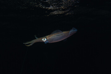 Squid in the Red Sea Colorful and beautiful, Eilat Israel
