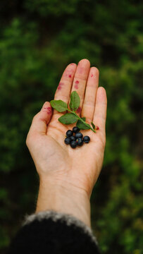 Pear in hands with strong shadow play of leafes