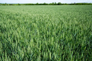 .Field with unripe wheat in the spring