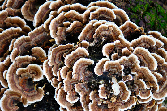 View of Turkey Tail Mushrooms on Log in Closeup 