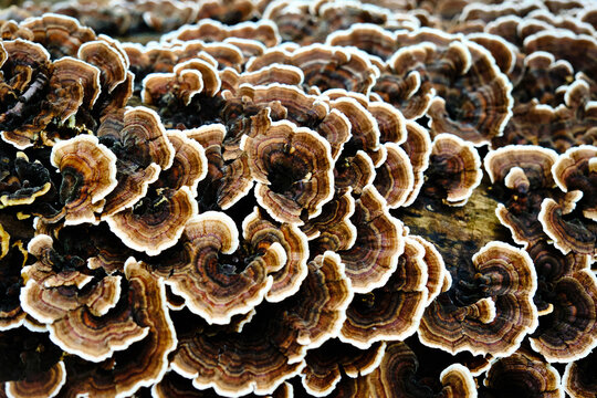 Turkey Tail Mushrooms on Log  in the Wild in Extreme Closeup 