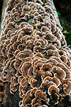 Closeup  of Turkey Tail Mushrooms on Log in the Forest 