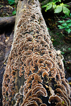 Turkey Tail Mushrooms Growing on Log in the Forest 