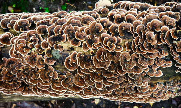 Turkey Tail Mushrooms in the Wild 