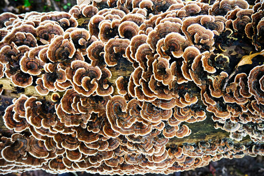 Close View of Turkey Tail Mushrooms on Log  in the Wild 