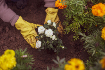 Planting flowers by a farmer in the garden bed of a country house. Garden seasonal work concept. Hands close up.