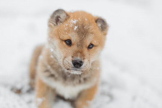 Close-up of a puppy on the snow field.