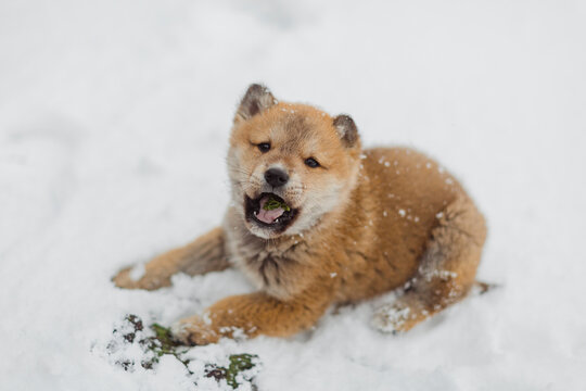 A dog is eating a napa cabbage.