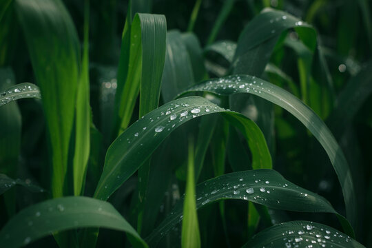 Water drops on the leaves.