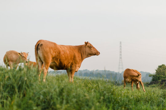 Cows in grazing land.