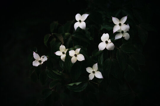 White flowers in the dark forest.