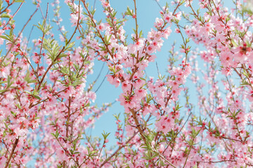 Sky and pink peach flowers.