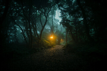 The light of the dark forest.