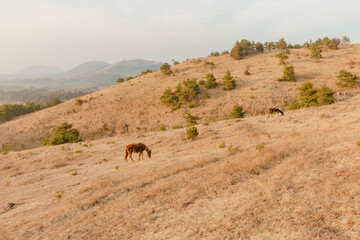 Horses grazing on a hill.