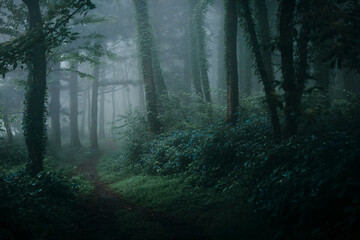 foggy in the dark forest.