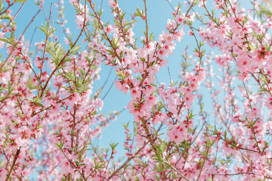 Sky and pink peach flowers.