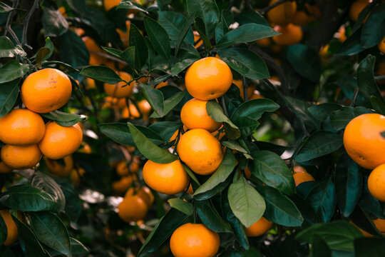 Close-up of the tangerine tree.