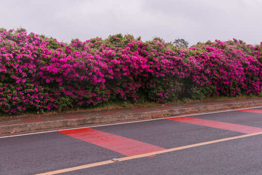 A pink flower next to the street.