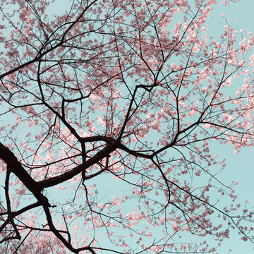 Cherry blossom tree close-up.