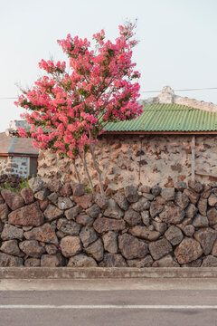 Country house and pink flower tree.