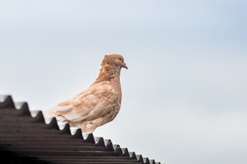 Beautiful brown domestic pigeon standing alone on the wavy aluminum sheet under the cloudy sky