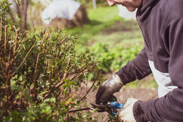 Farmer hands who make pruning of bushes with large garden shears. Gardening Tools. Agricultural...