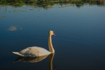 swan on the water