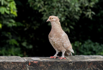 Cute domestic brown female pigeon standing on the brick wall in the evening