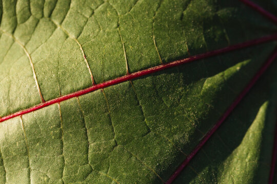 green leaf close-up