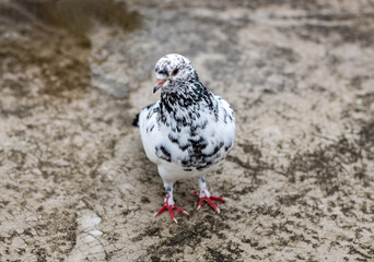 Domestic female pigeon standing alone on the wet rooftop after the rain close up top view