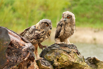 Two wild Eurasian eagle owls are sitting outside on a tree trunk in the rain. Red eyes, young bird with its mother. Lake in background