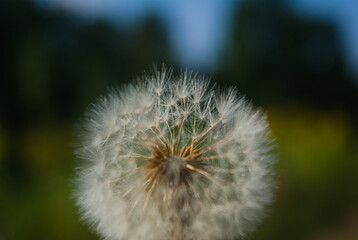 dandelion head