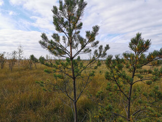 Fototapeta premium A pine tree growing in a swamp, against a background of grass and a beautiful sky with clouds.