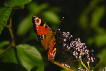butterfly on flower