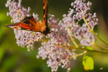 butterfly on flower