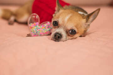 A small dog in clothes is bored on Valentine's Day with a heart in his paws.
