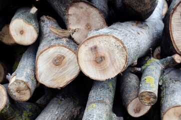 Firewood. Cut trees. The trunk of the tree is stacked in a heap.