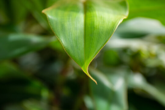 Green plant - Powered by Adobe