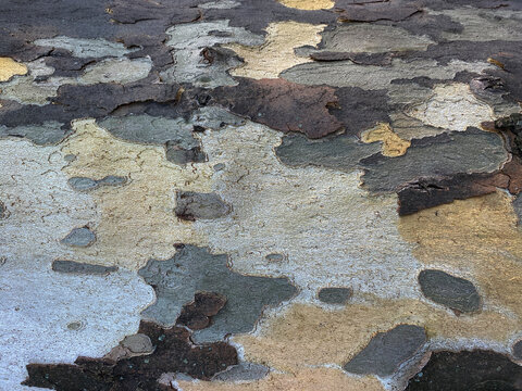 bark of maple tree